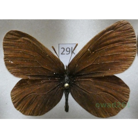 Boeberia parmenio (Böber, 1809) Kyrgyzstan29k